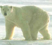 oso-polar2.jpg