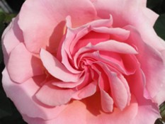 rosa.jpg